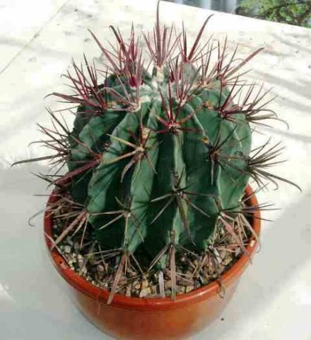 Ferocactus_nobilis